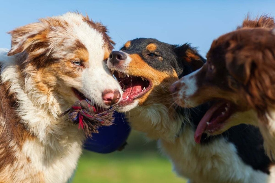 Lice can transfer from dog to dog when they get in close proximity to one another.