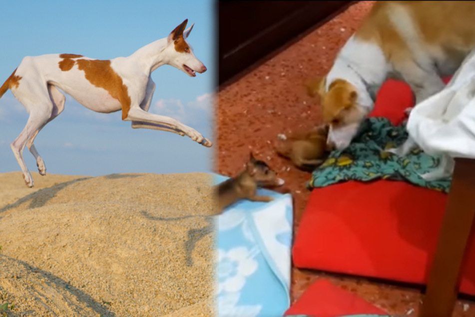 This dog's heartwarming care for her puppies inspires the internet