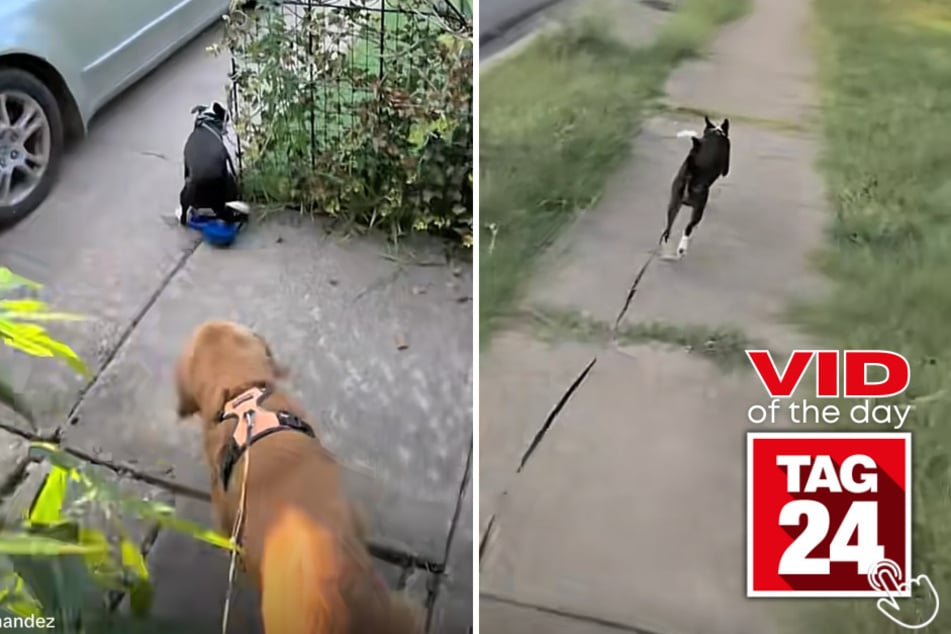 This dog turned a simple walk into the ultimate game of chase after his leash broke mid-escape!