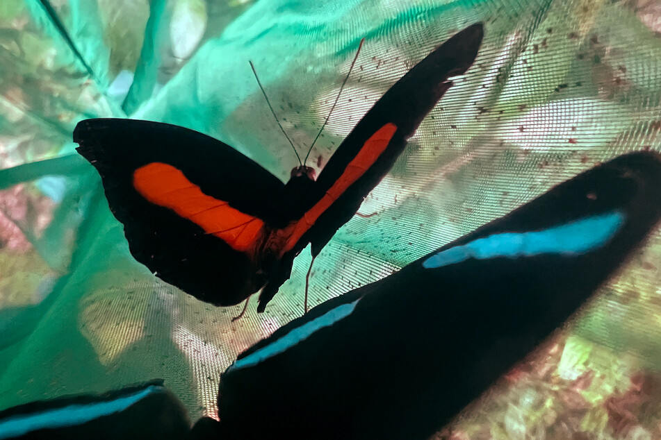 The UN has warned that 40% of invertebrate pollinators – particularly bees and butterflies – risk global extinction, posing certain risks to humanity itself.