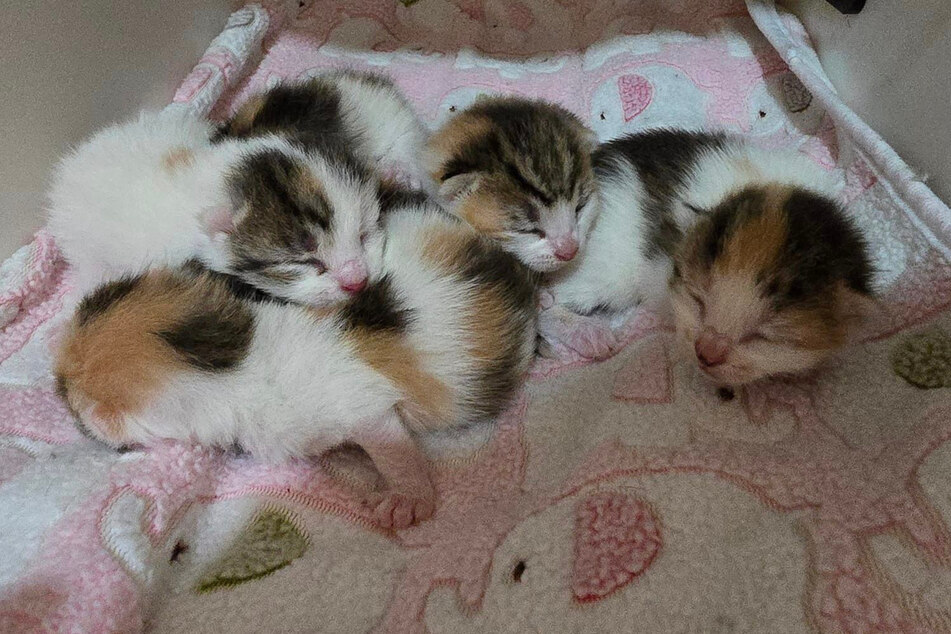 The sweet little kittens are now safe at Cheshire Cat Rescue.