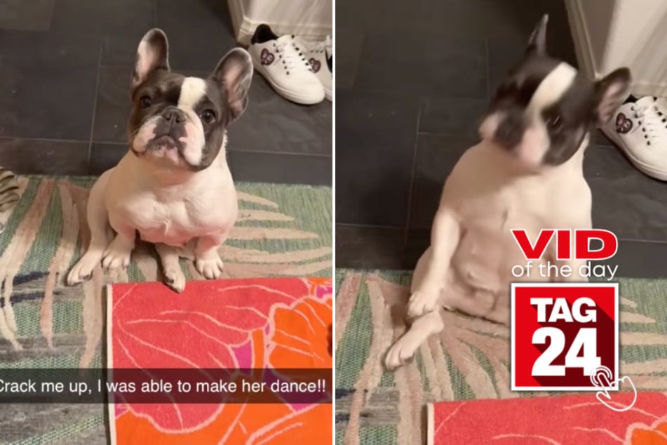 Viral Video of the Day for December 8, 2025: Frenchie dog goes full dancing queen in hilarious TikTok!