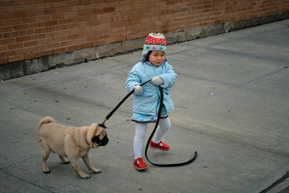 Some dogs don't want to go for walks with children or strangers because they don't trust them as leaders.
