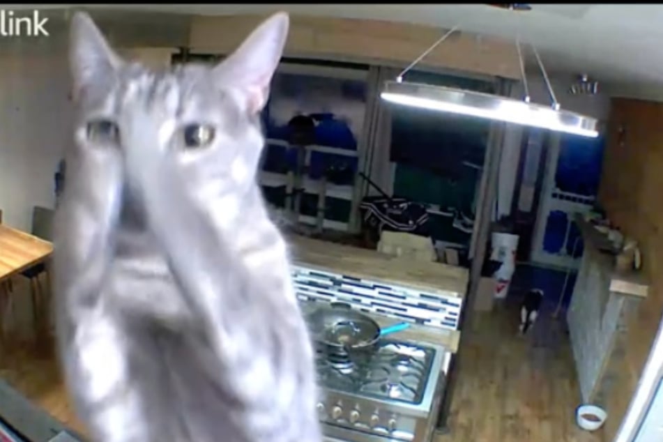 This cat looks like she's calling for her absent owner to come home!