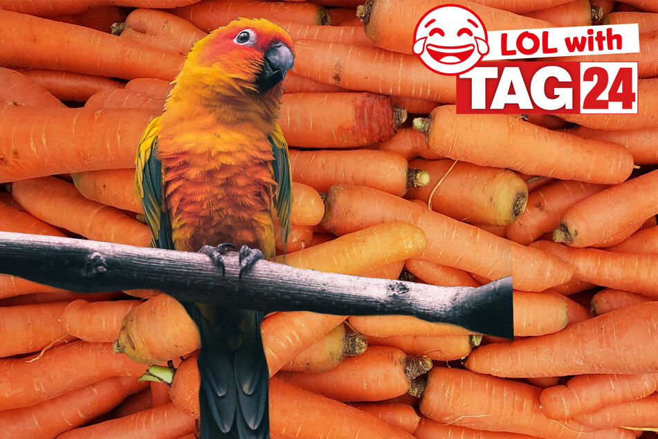 Today's Joke of the Day is an orange treat!