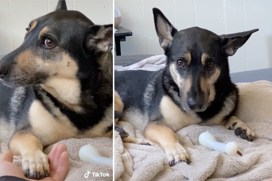 I wanna hold your paw: this dog doesn't want to let go of her owner's hand!