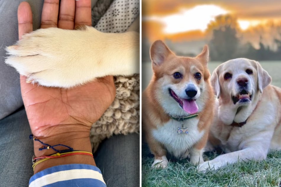 Mourning dog can't get over the loss of her best friend – then her owners make a difficult decision