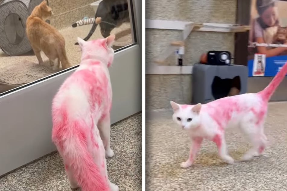 Cat arrives to the shelter covered in red, but it isn't blood – what's going on here?