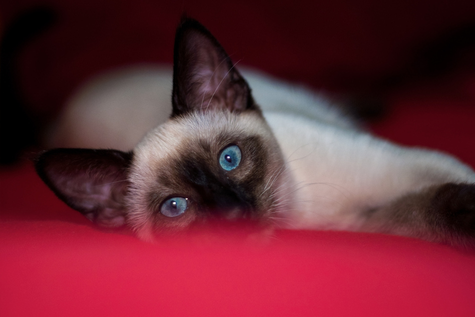 Colorpoint cats come in all sorts of different colors.