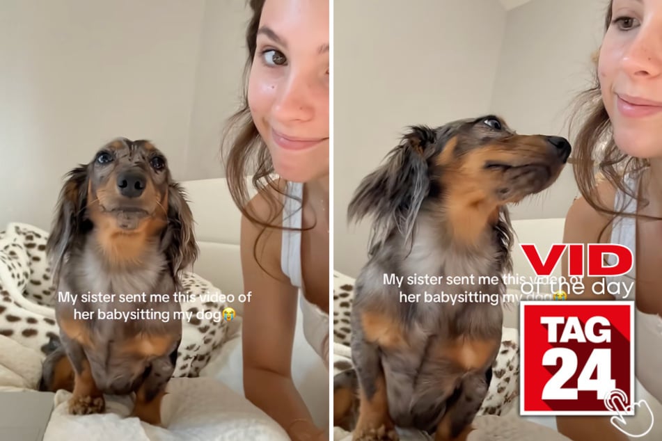 Mila the dachshund looks completely lost while being babysat by her owner's sister.