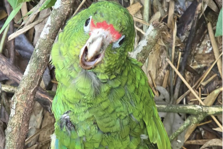 After a night under observation, the young parrot was allowed to return to freedom.