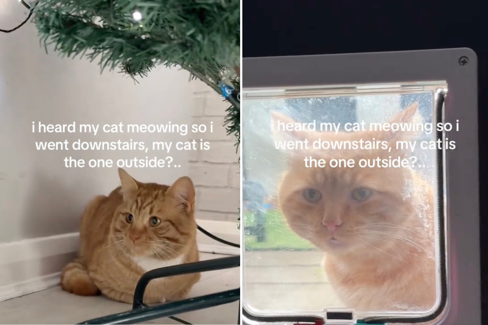 The intruder (l.) sits under the Christmas tree while Eddie (r.) watches through the cat flap.