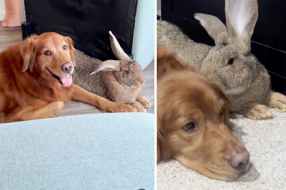 These two animals even like to snack together! 