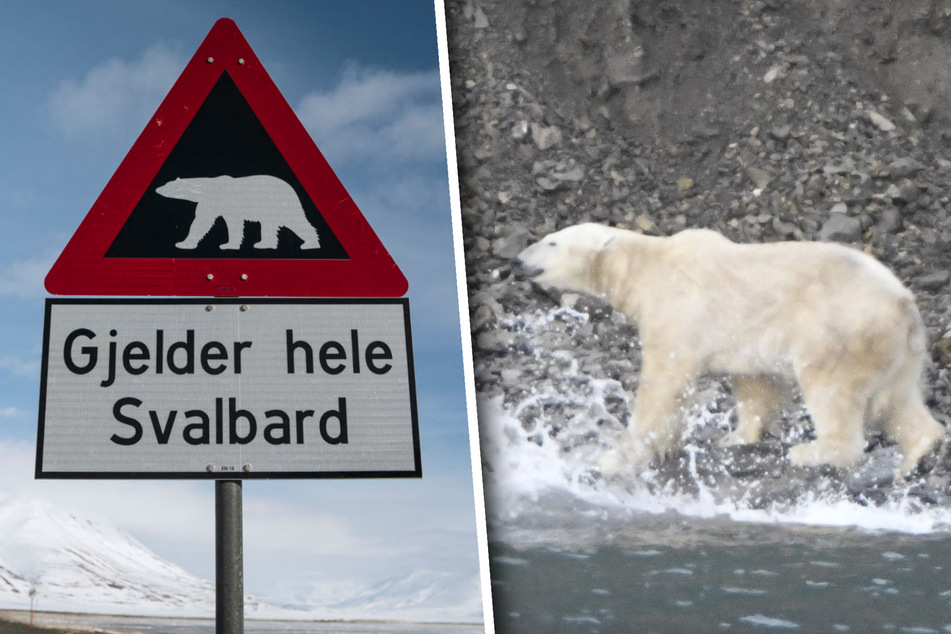 Polar bear attack rocks tourist camping trip