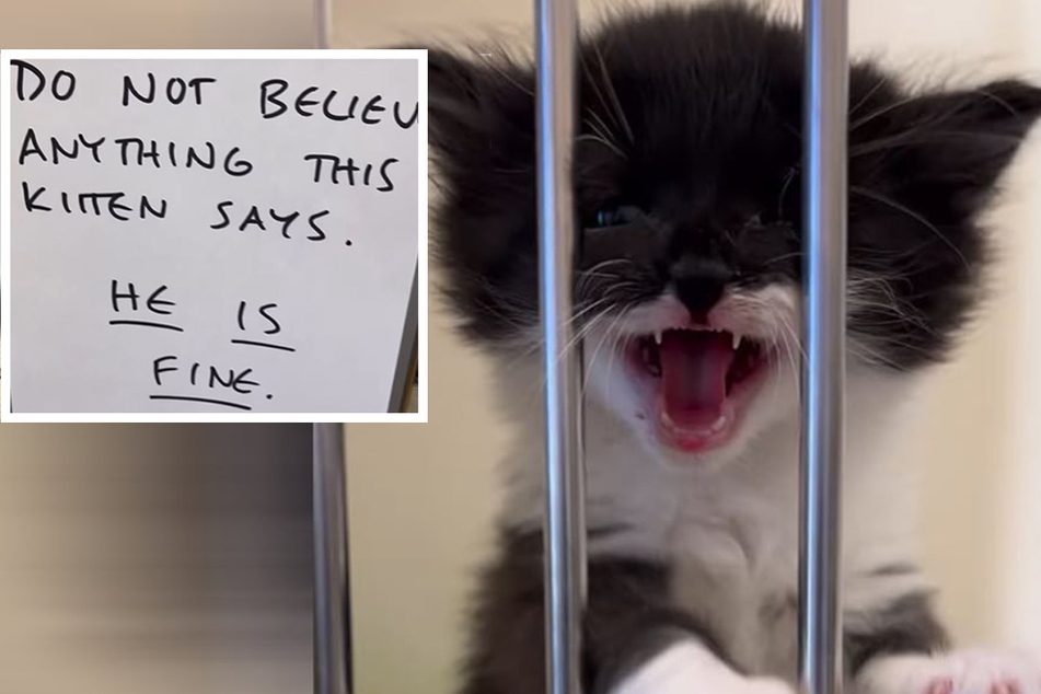 Poor kitty meows so heartbreakingly: but her doctor's note explains why
