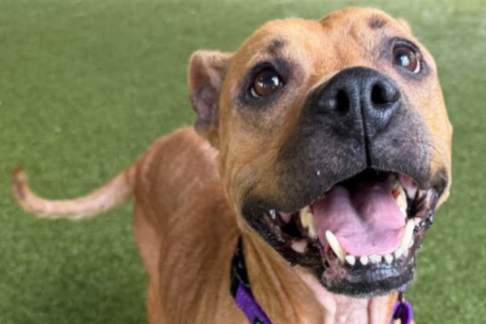 Shelter dog makes heartbreakingly sweet gesture to adopters: "When will someone love her back?"