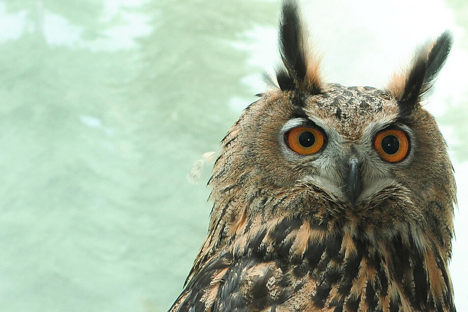 Beloved New York owl Flaco's postmortem exam reveals severe health issues