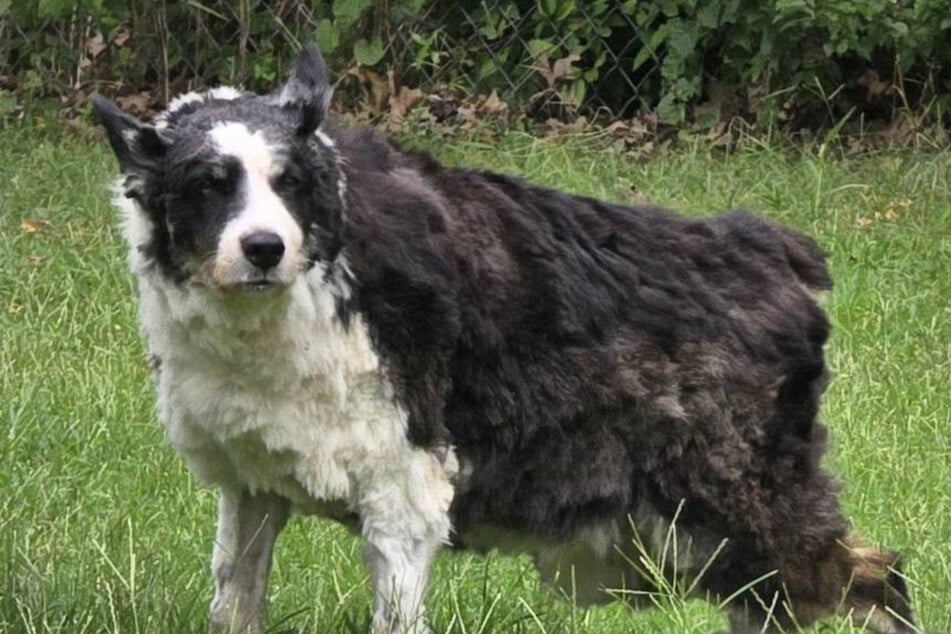 This dog is an escape artist, and his last adventure took him a whopping 1,000 miles!