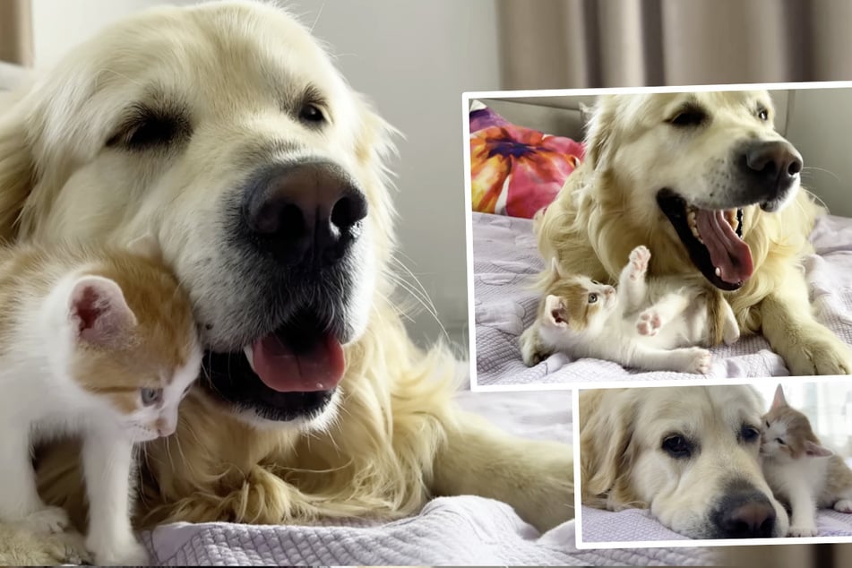 Tiny kitten and retriever strike up a golden friendship!