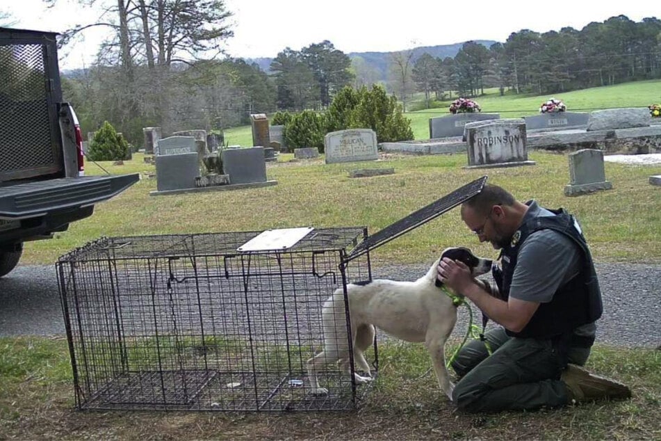 With a lot of patience and a certain amount of sensitivity, the staff at the animal shelter were able to gain the trust of the furry friends.