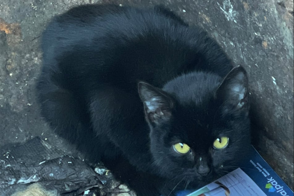 The black cat now named Spooky had apparently fallen into the dumpster and couldn't get out on her own.