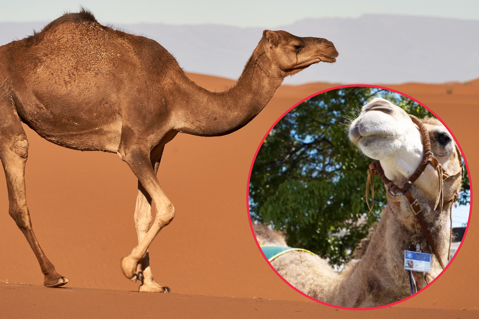 This camel served in the LAPD, becoming the highest-ranking in history