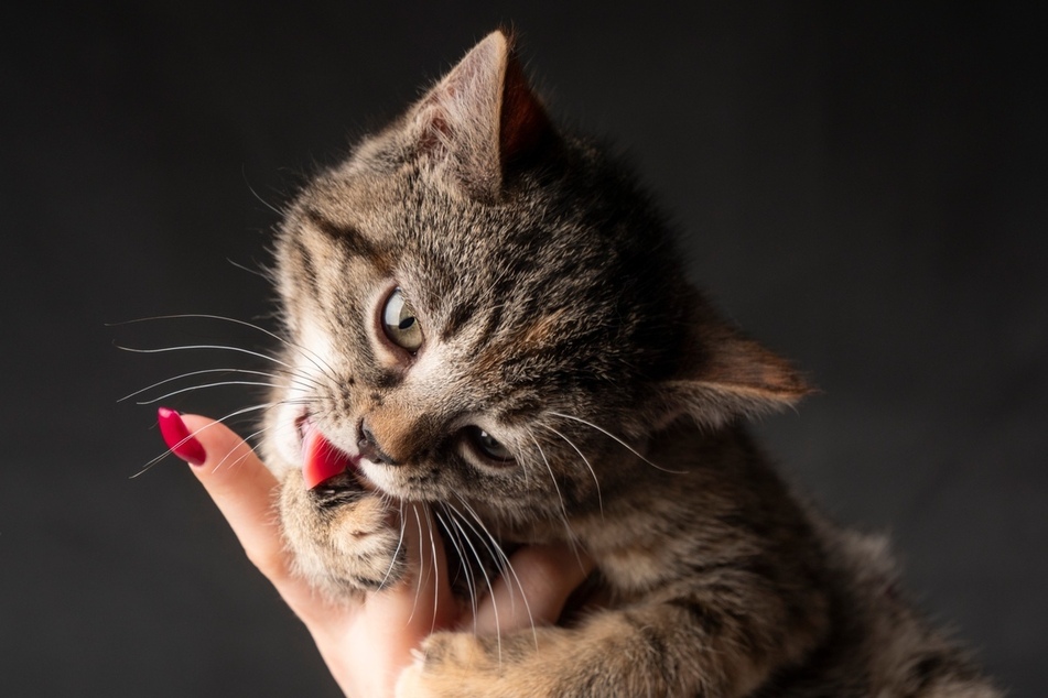 Not every cat bite is aggressive, sometimes they are what we call "Love bites."