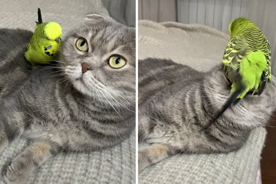 Real-life Sylvester and Tweety: parakeet loves to annoy his feline frenemy