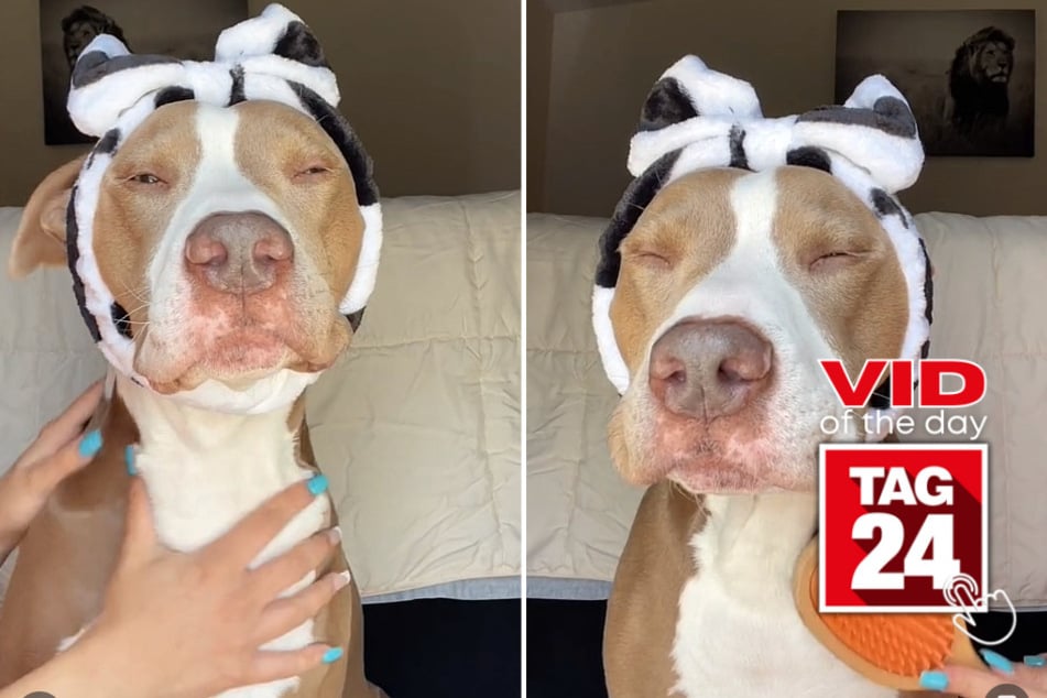 Viral Video of the Day for May 11, 2023: Pampered pit bull gets the royal treatment