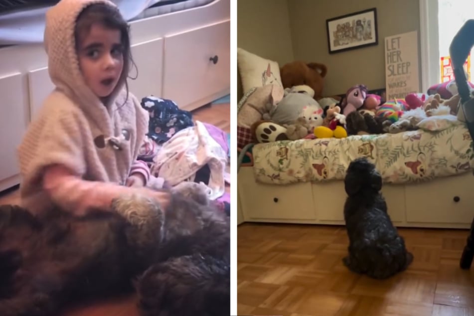 Dog mourns little girl years after her death in heartbreaking video: "He still thinks she might come home"