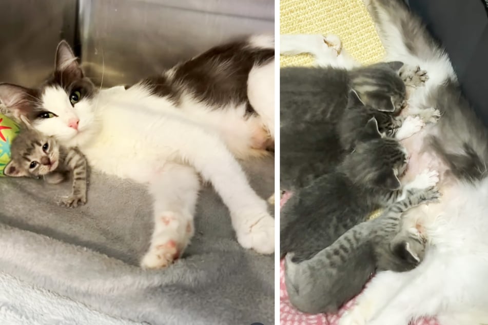 This mama cat accepted the new babies at first sniff.