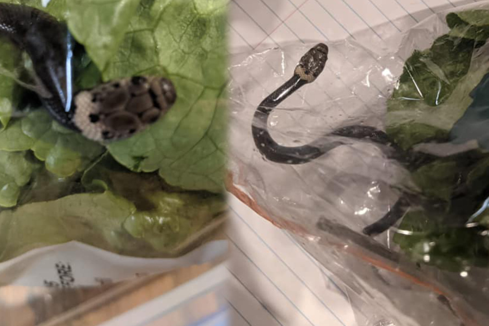 Australian finds a poisonous surprise in a supermarket salad!