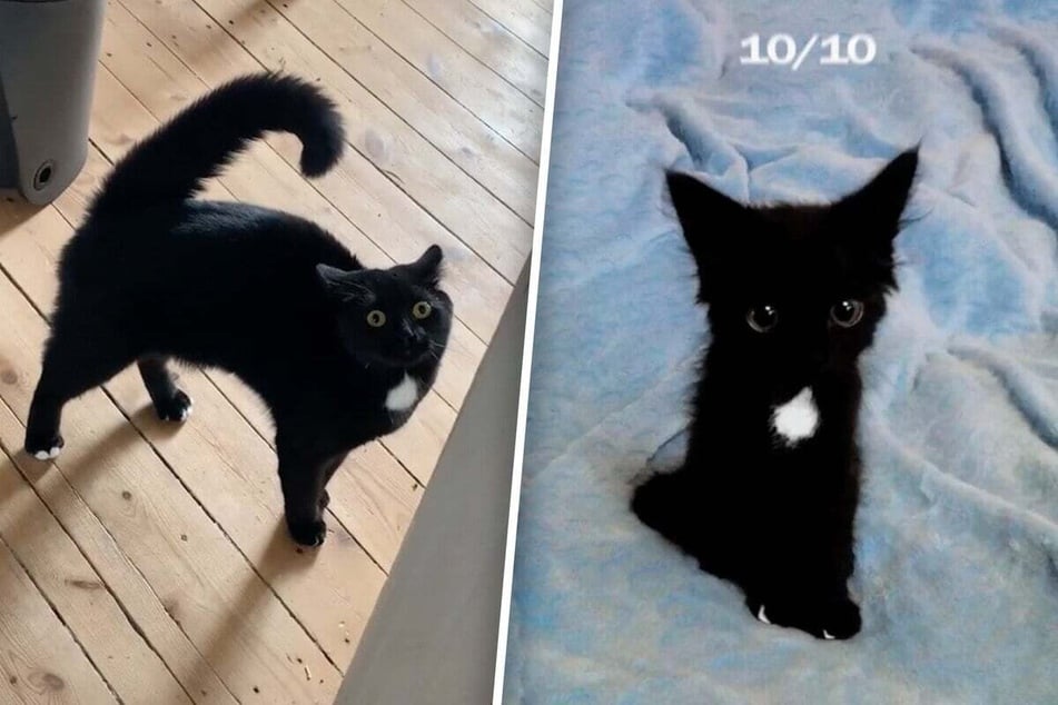 Tiny kitten enchants TikTok with cute as a button throwback