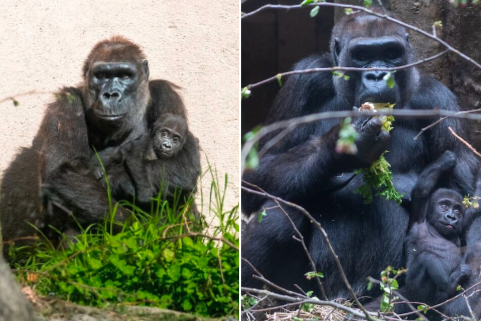 Cleveland Zoo's super gorilla foster mama Freddy is now 50!