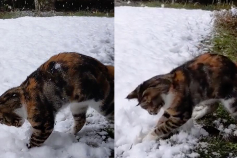 Curious cat has hilarious reaction to seeing snow for the first time