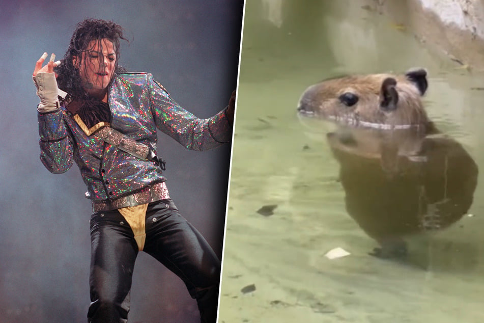 Capybara's Thriller dance moves have the internet smitten