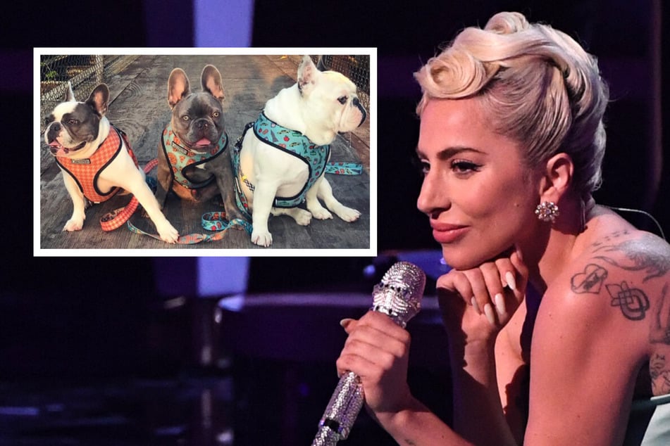 Lady Gaga's suspected dognapper back in custody after mistaken release
