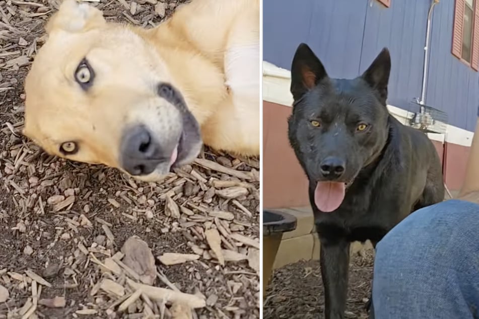 On the outside, they definitely look more like dogs than wolves, but some of them do have their father's bright eyes and move with similar elegance.