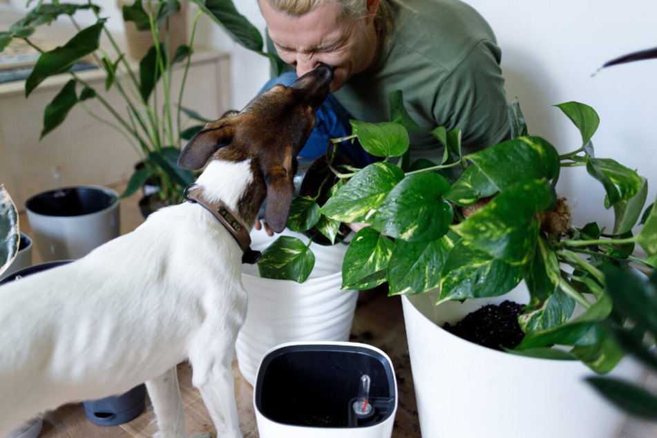 Some smells and odors can cause sneezing and irritation in dogs.