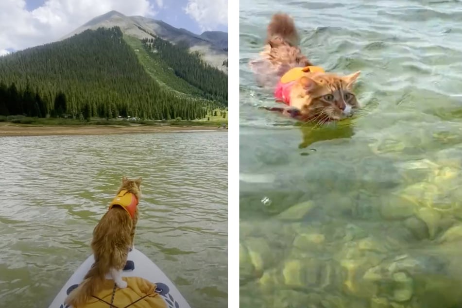 Liebchen the adventure cat loves water and swimming, too!