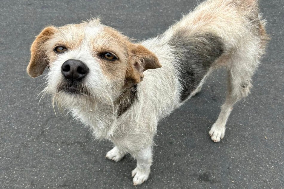 Bruno no longer seemed to understand the world after being abandoned by his owners.