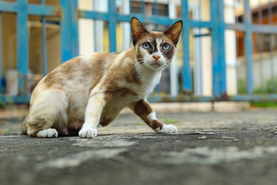 Thai cats also belong to the breeds that have blue eyes.