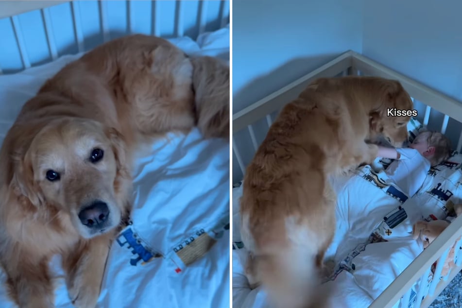 Skylar the golden retriever takes wake-up duty seriously. But sometimes, she joins in on the morning snooze!