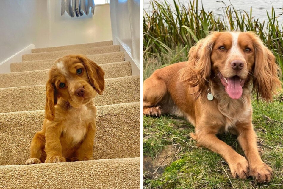 When this doggo gets left at home, he's clearly up to no good.