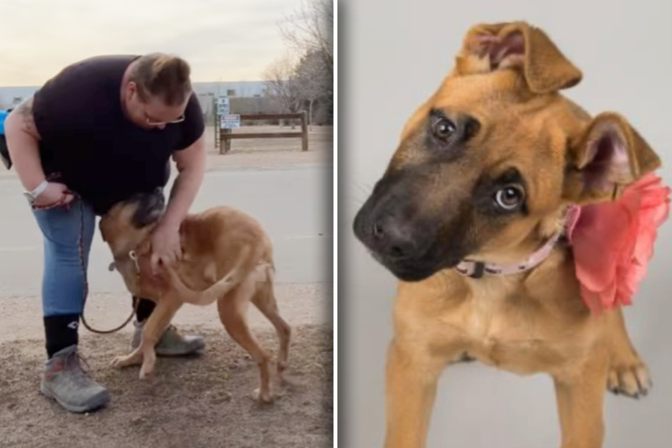 Dog owners return pup to animal shelter after seven years: the reason why shocks everyone