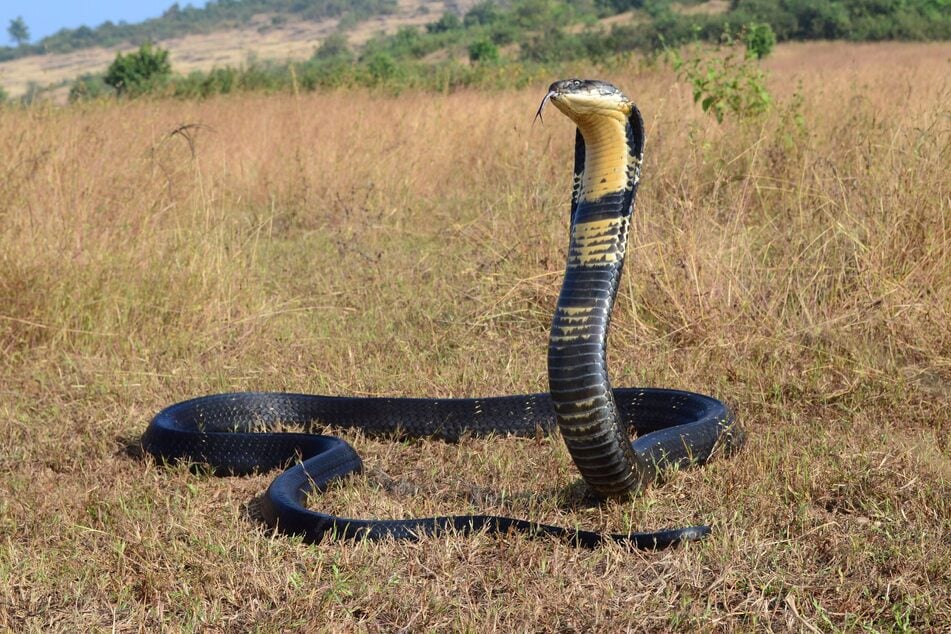 A cobra died after being bit by a young boy.