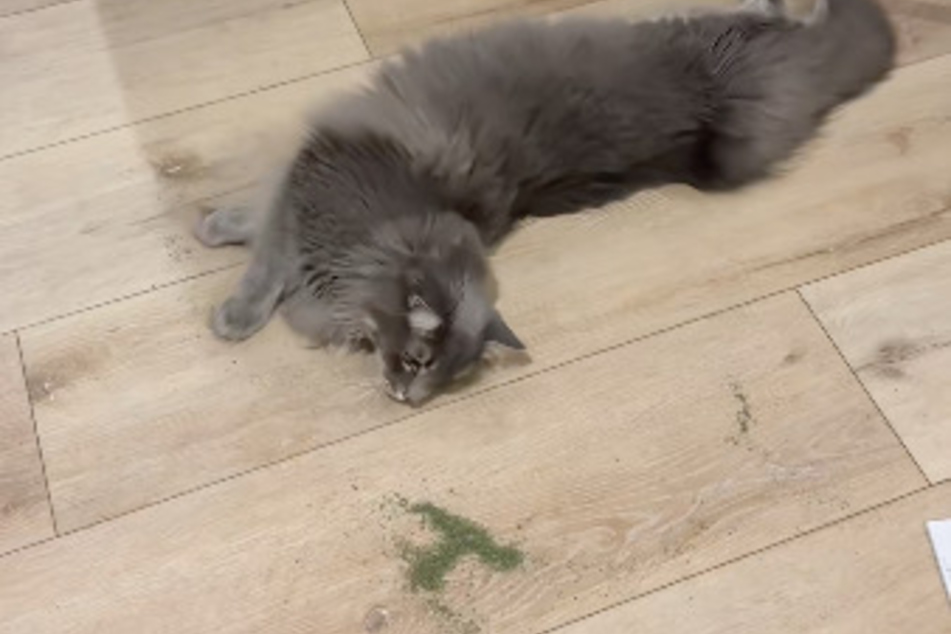 The cat lolled around in the catnip with relish.