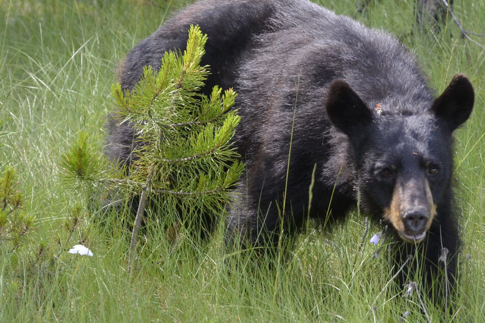 Bear attacks Connecticut boy in his grandparents' backyard