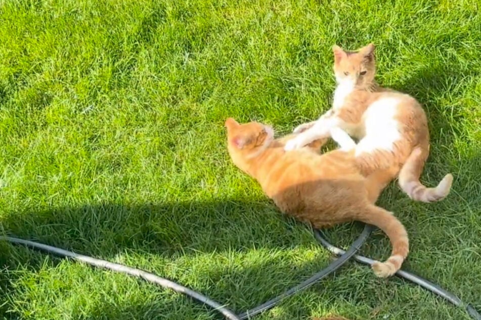 Cat owners get new neighbors, and they can't believe the long-lost pet they bring with them!