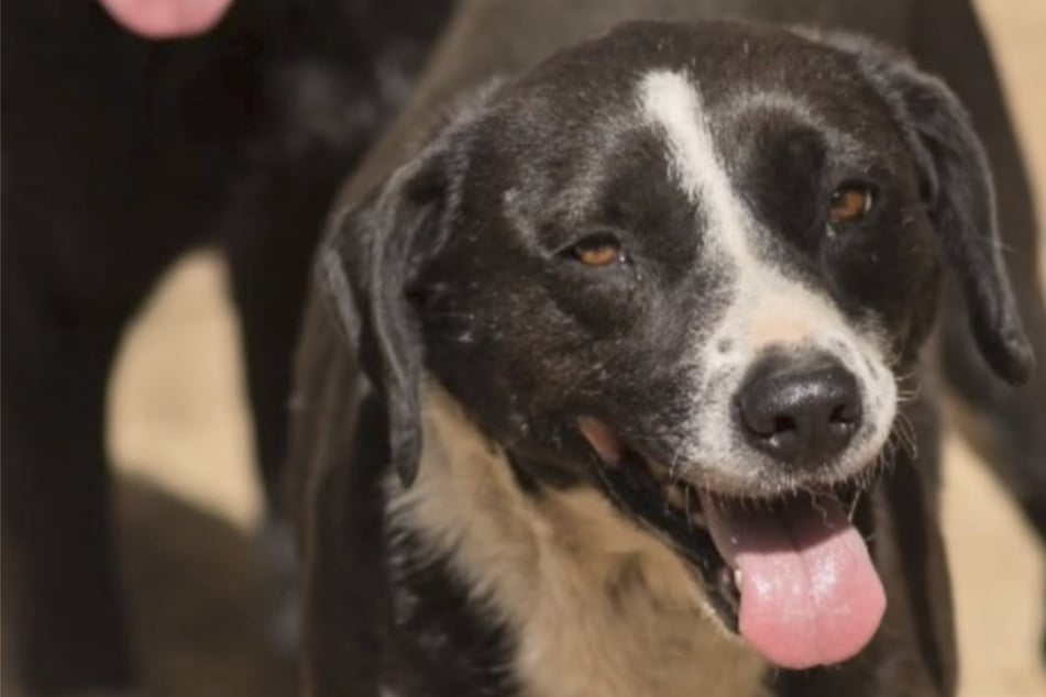 Dog waits years for a loving home – but no one seems to want her